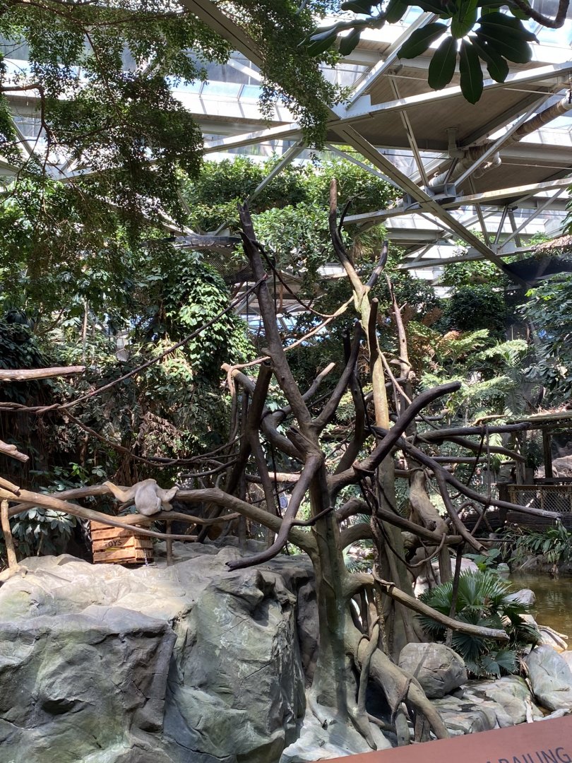 Tropics trail- White cheeked gibbon island