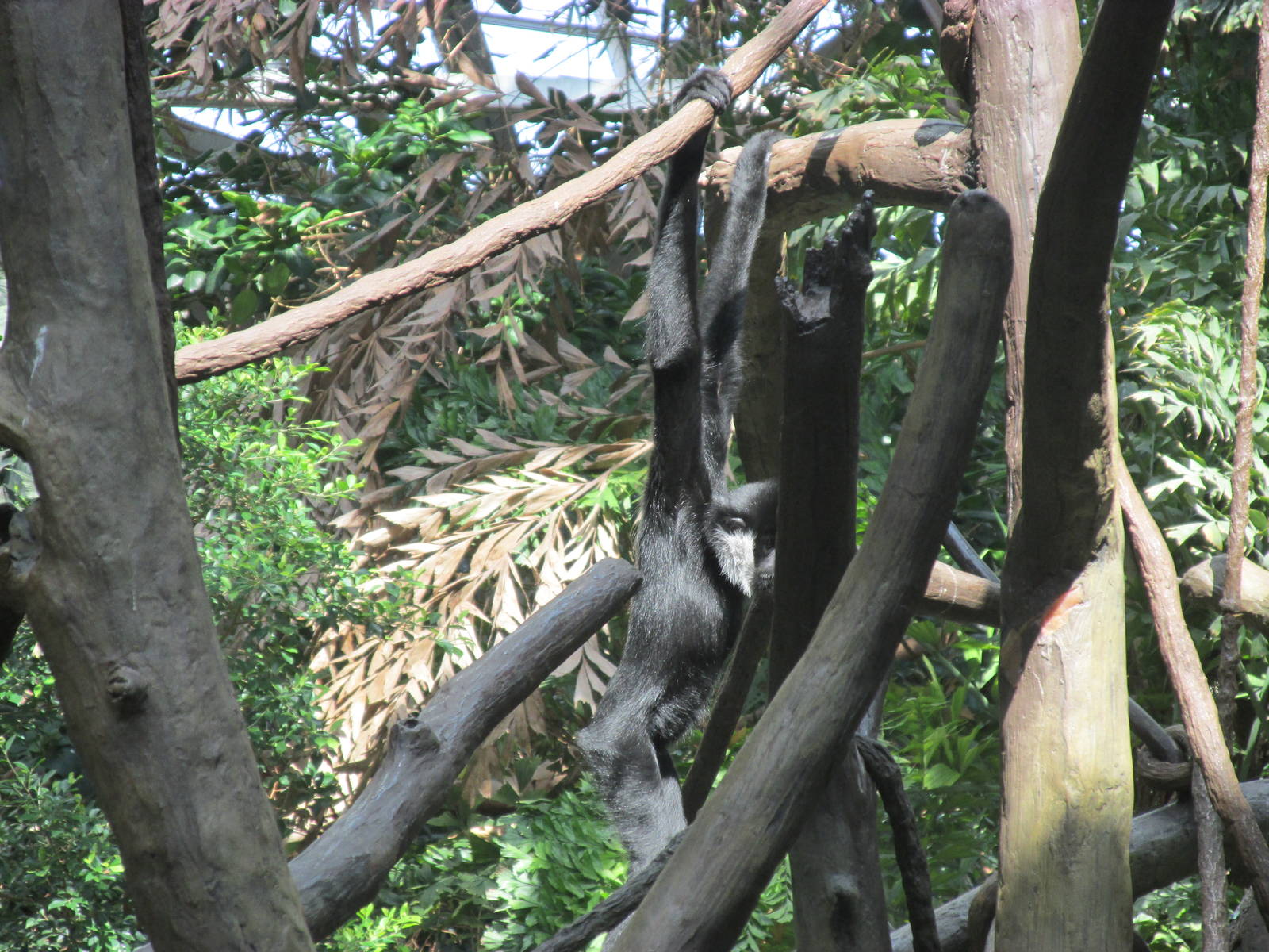 Tropics Trail White-cheeked Gibbon