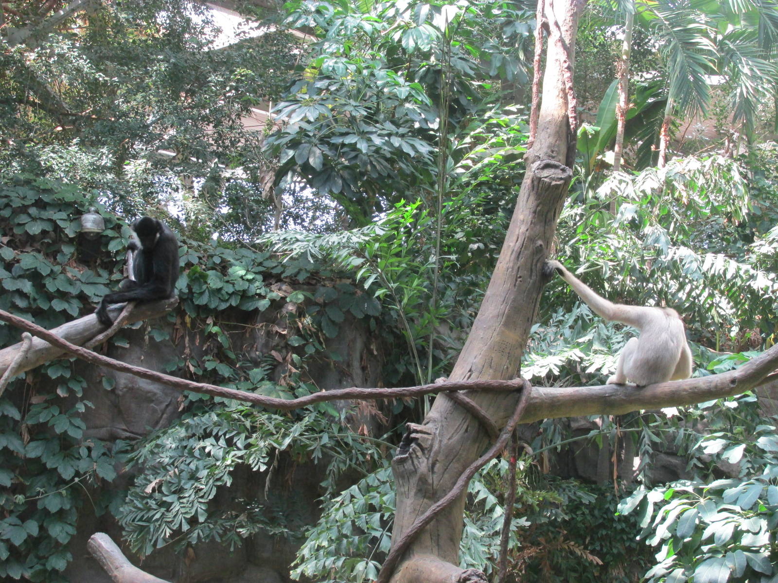 Tropics Trail White-cheeked Gibbon