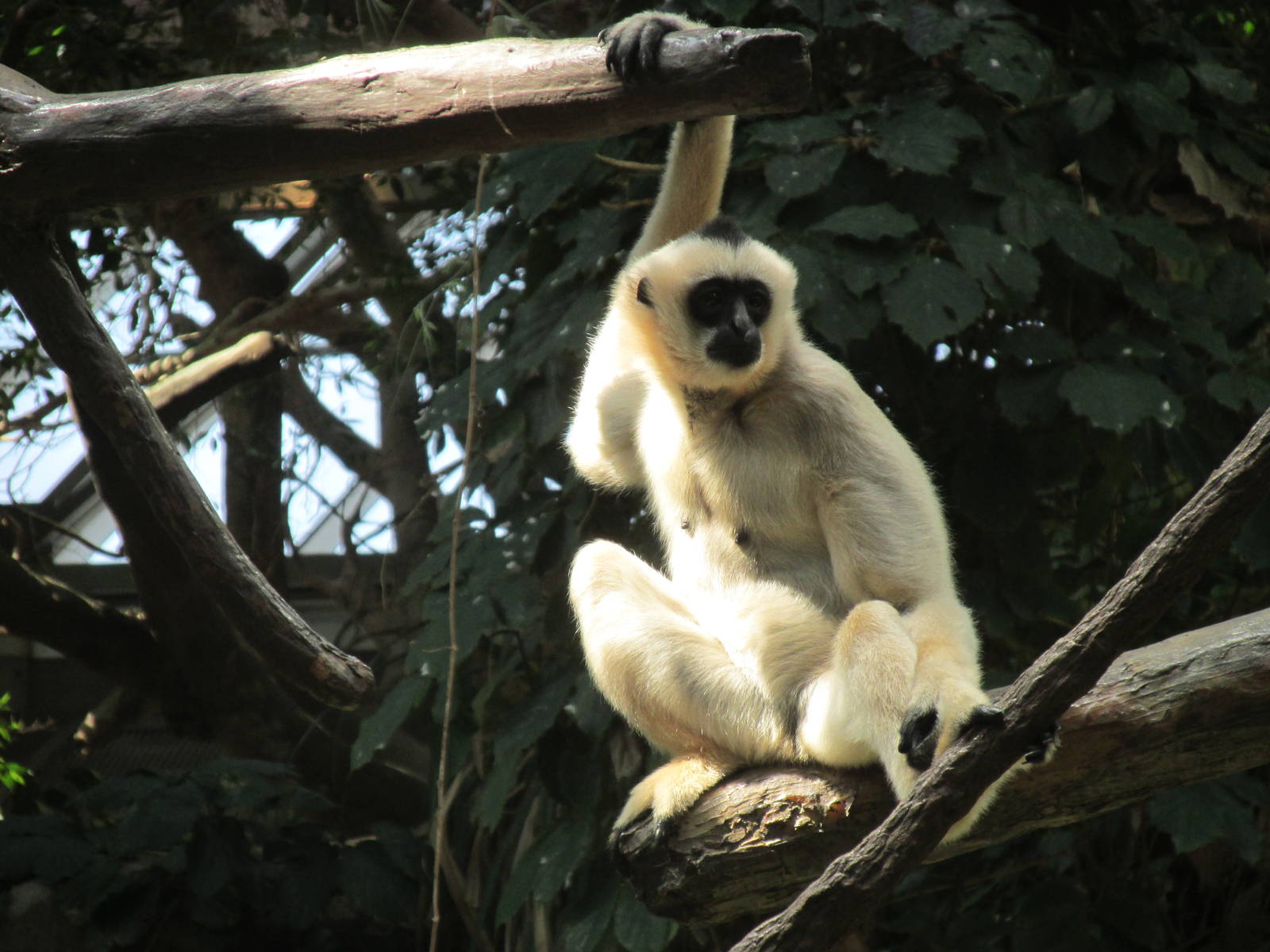 Tropics Trail White-cheeked Gibbon