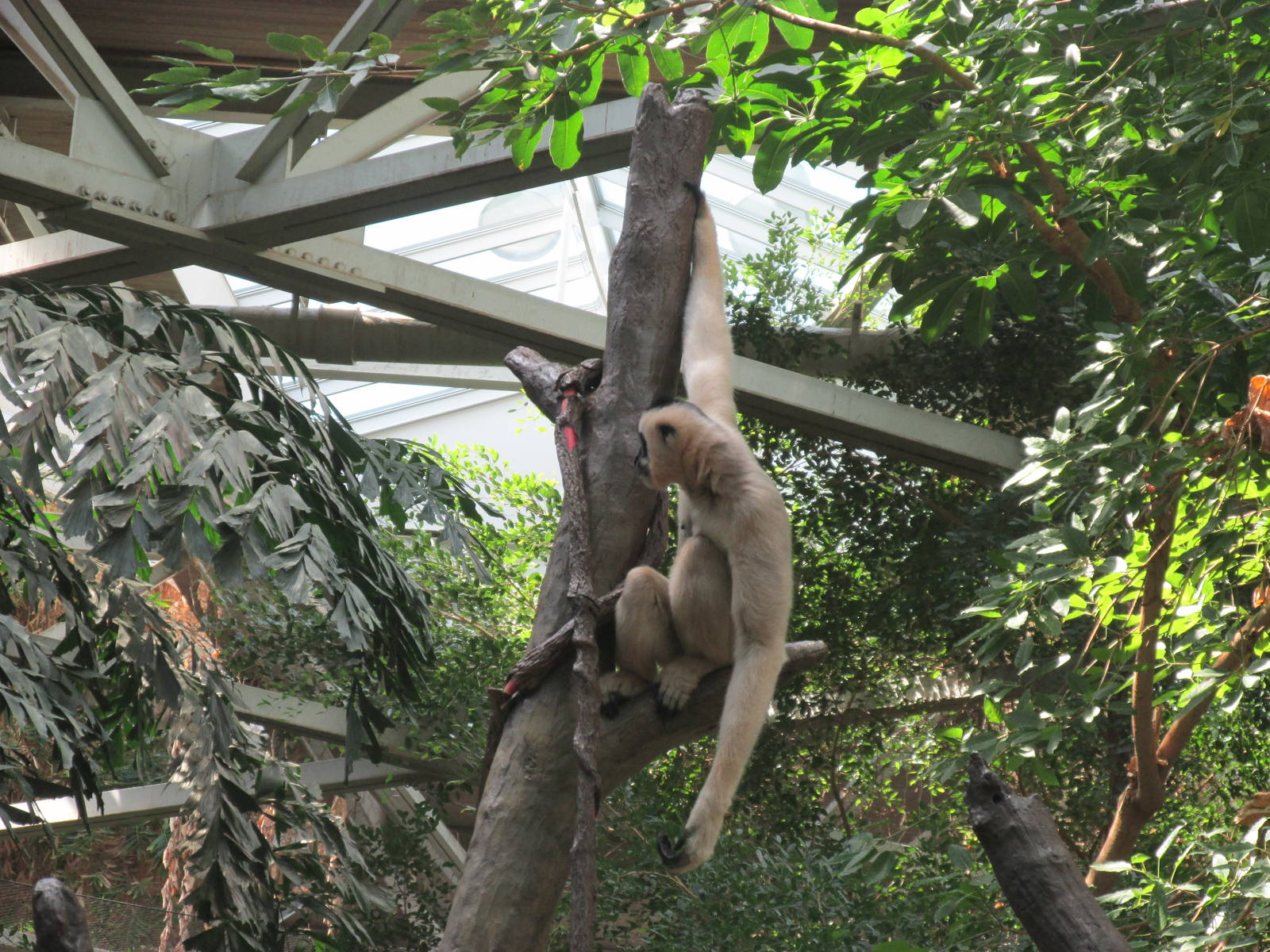 Tropics Trail White-cheeked Gibbon