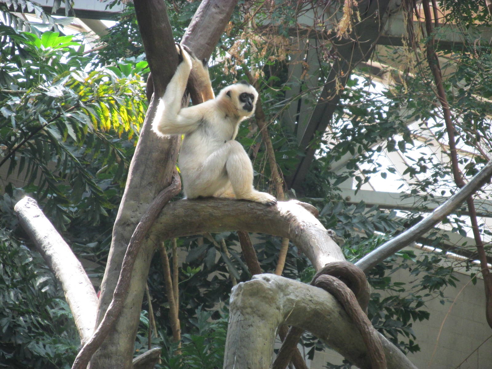 Tropics Trail White-cheeked Gibbon