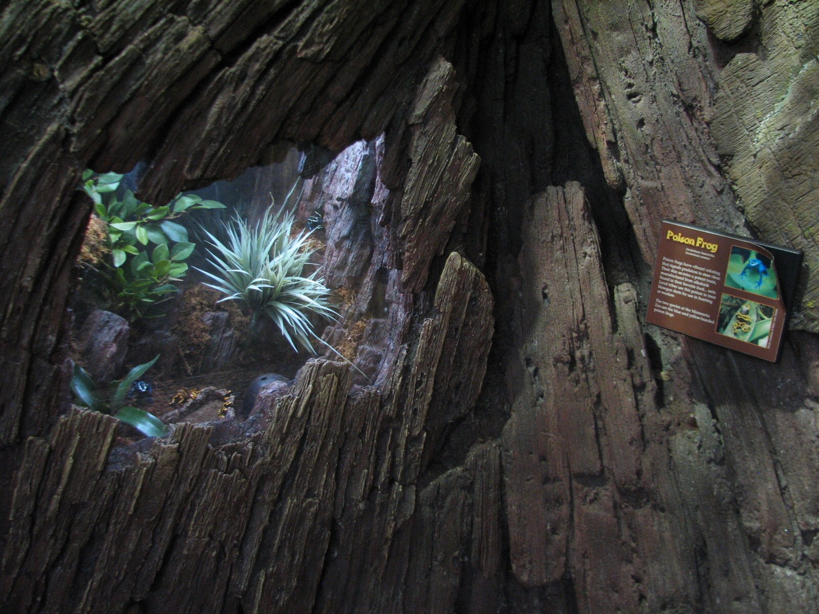 Tropics Trail - Yellow-banded and Blue Poison Frogs Exhibit