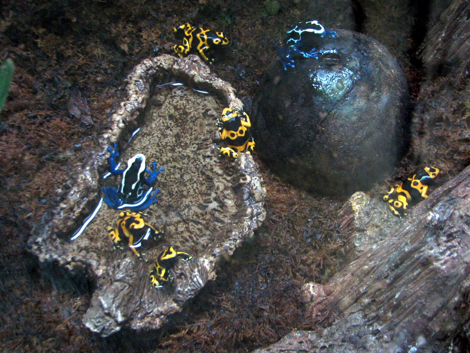 Tropics Trail - Yellow-banded and Blue Poison Frogs