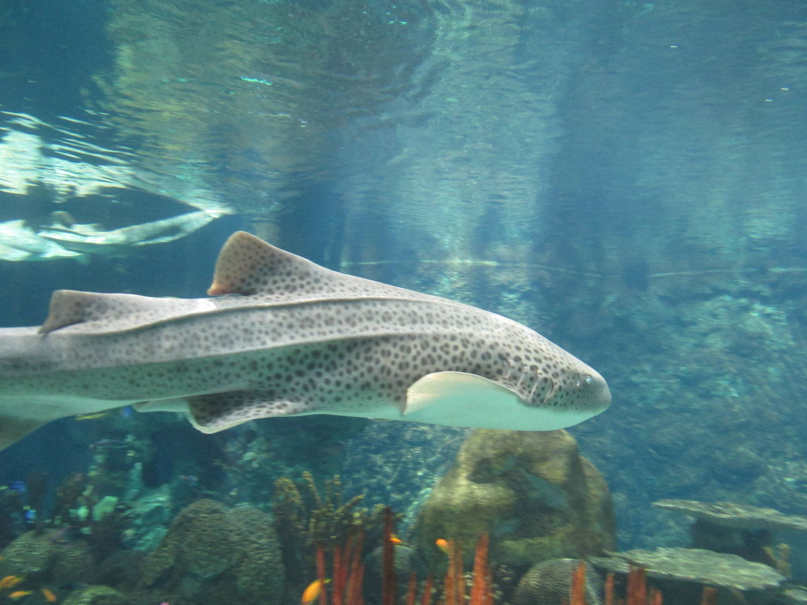 Tropics Trail Zebra Shark