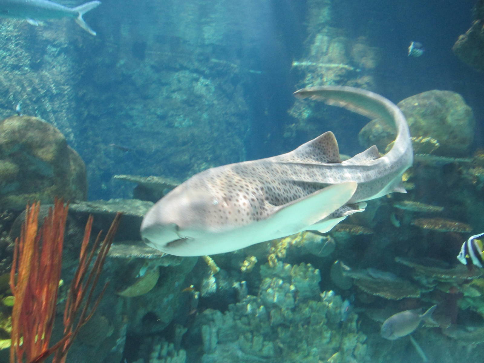 Tropics Trail Zebra Shark