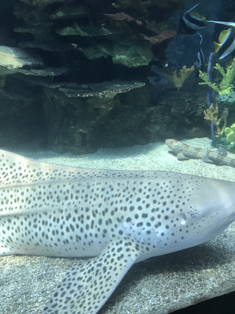 Tropics trail zebra shark