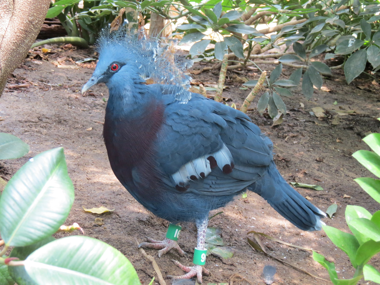 Tropics - Victoria Crowned Pigeon