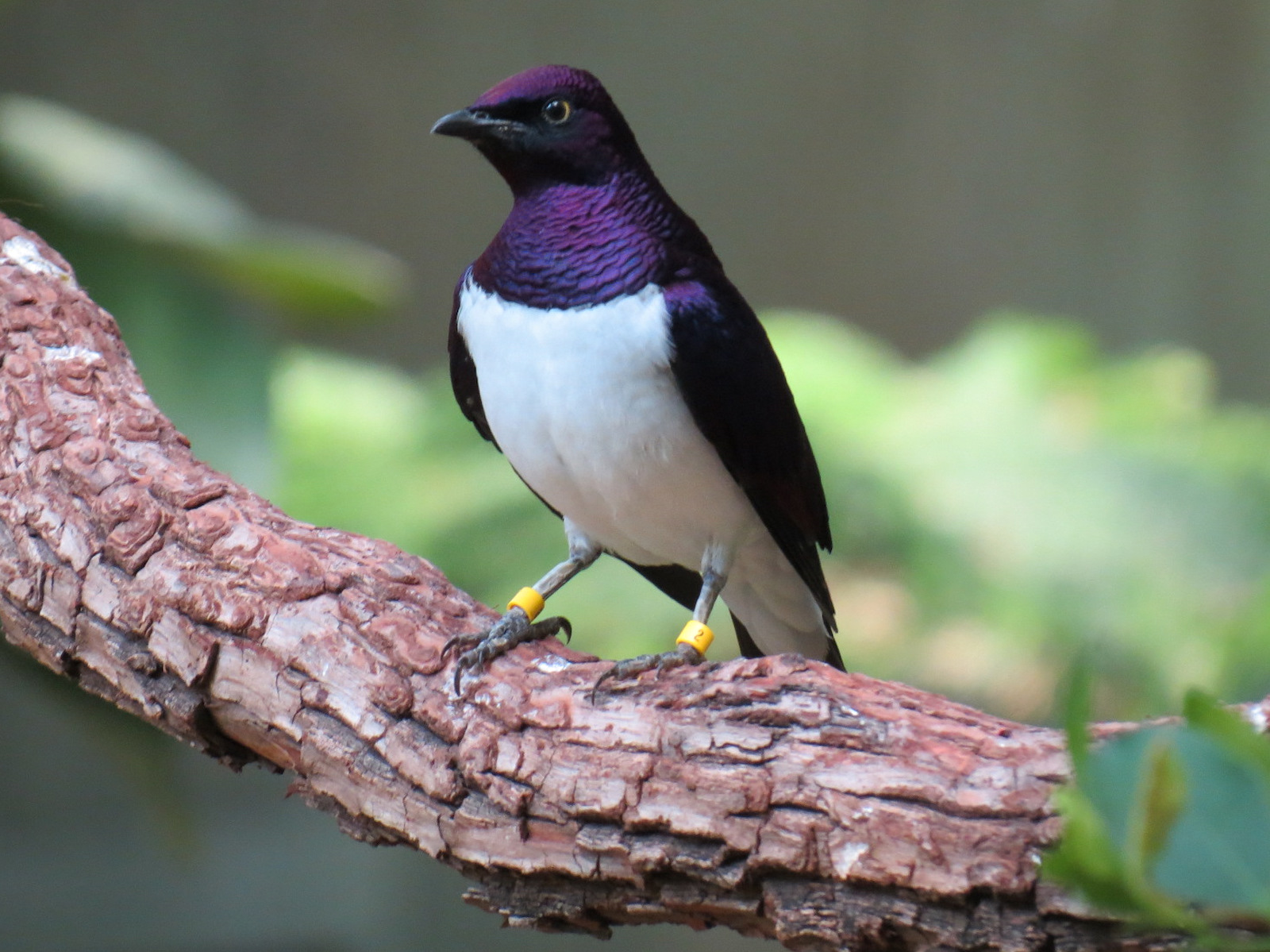 Tropics - Violet-backed Starling