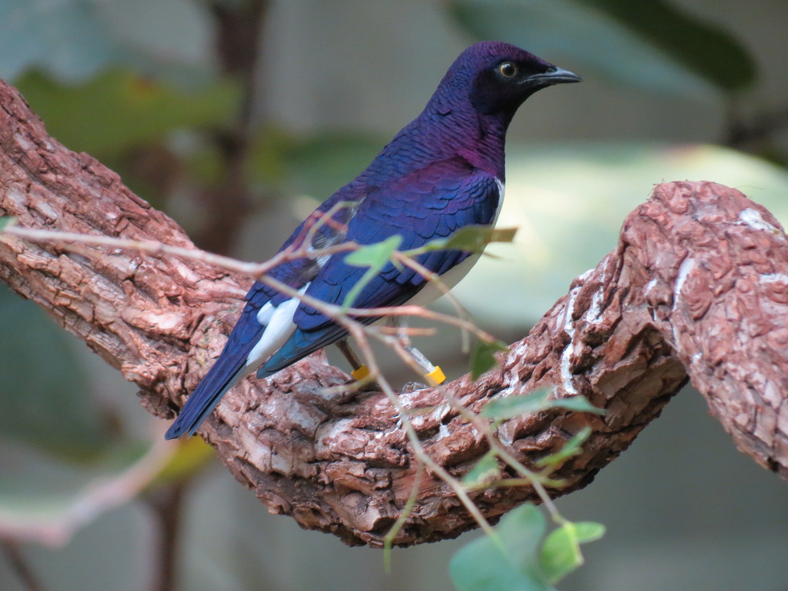 Tropics - Violet-backed Starling