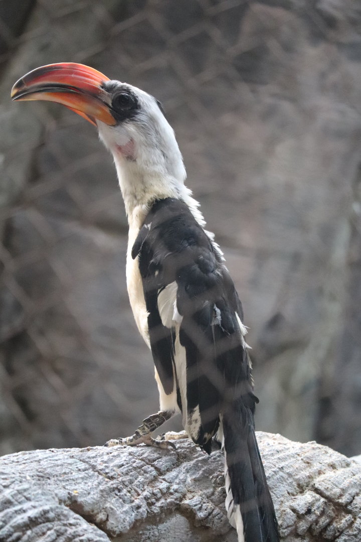 Tropics - Von Der Decken’s Hornbill
