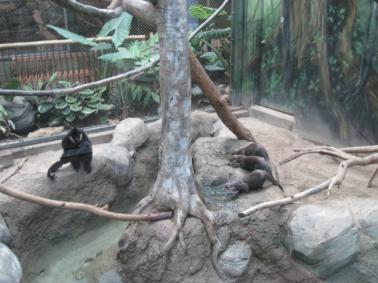 Tropics-White-cheeked Gibbon and Asian Small-clawed Otters