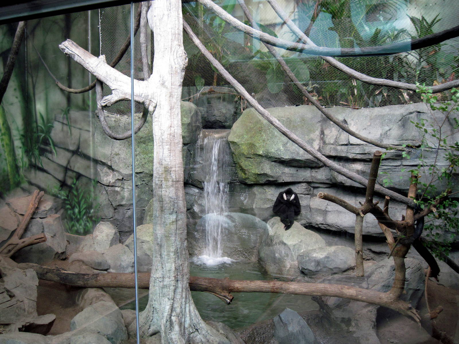 Tropics-White-cheeked Gibbon/Asian Small-clawed Otter Exhibit