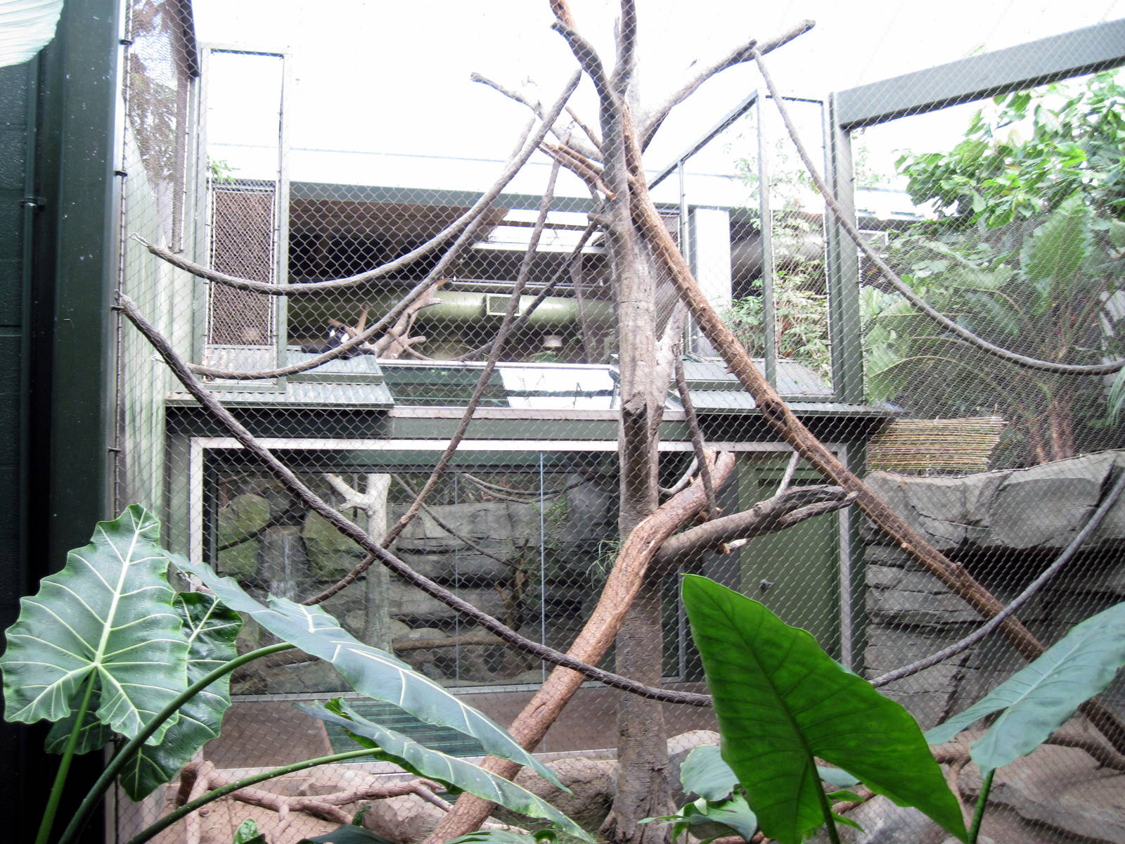 Tropics-White-cheeked Gibbon/Asian Small-clawed Otter Exhibit