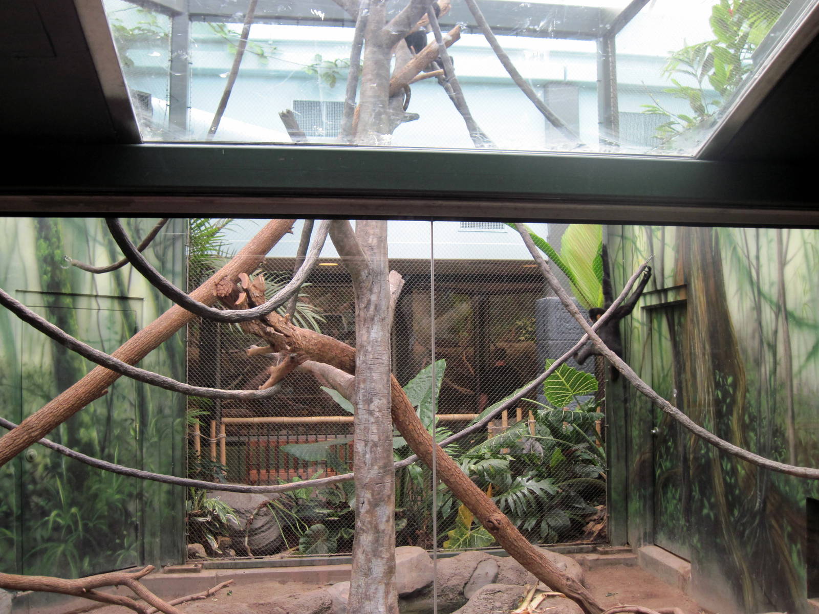 Tropics-White-cheeked Gibbon/Asian small-clawed otter Exhibit