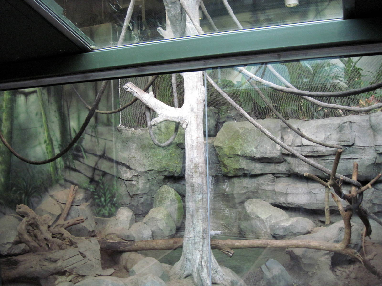 Tropics-White-cheeked Gibbon/Asian small-clawed otter Exhibit
