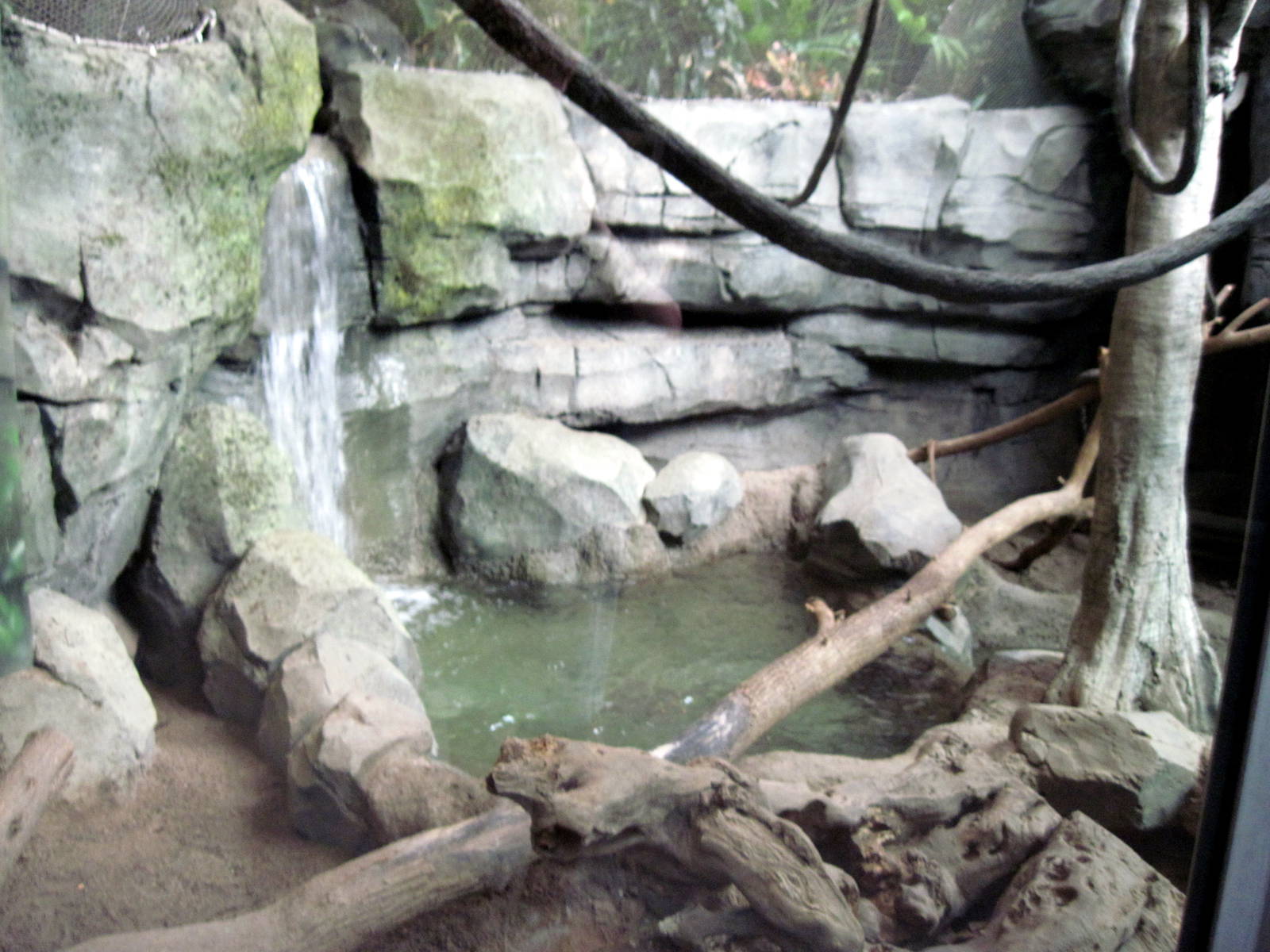 Tropics-White-cheeked Gibbon/Asian small-clawed otter Exhibit