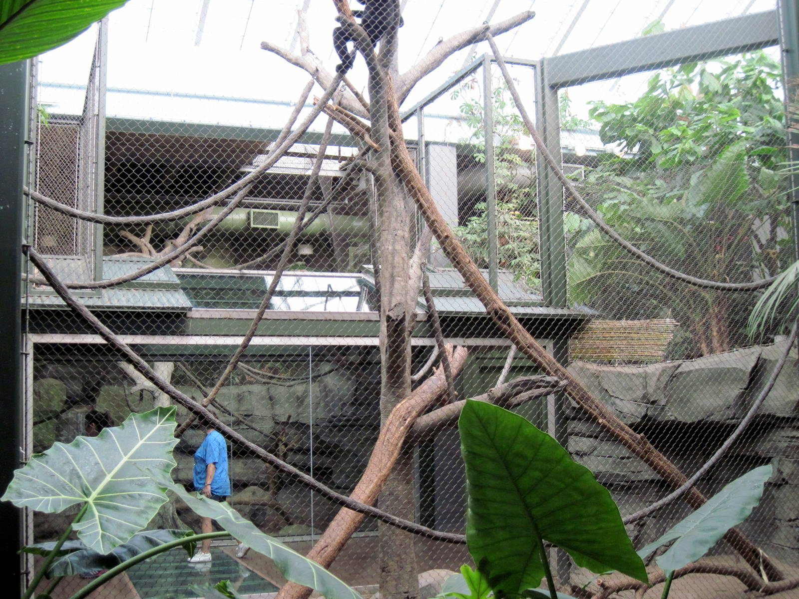 Tropics-White-cheeked Gibbon/Asian small-clawed otter Exhibit