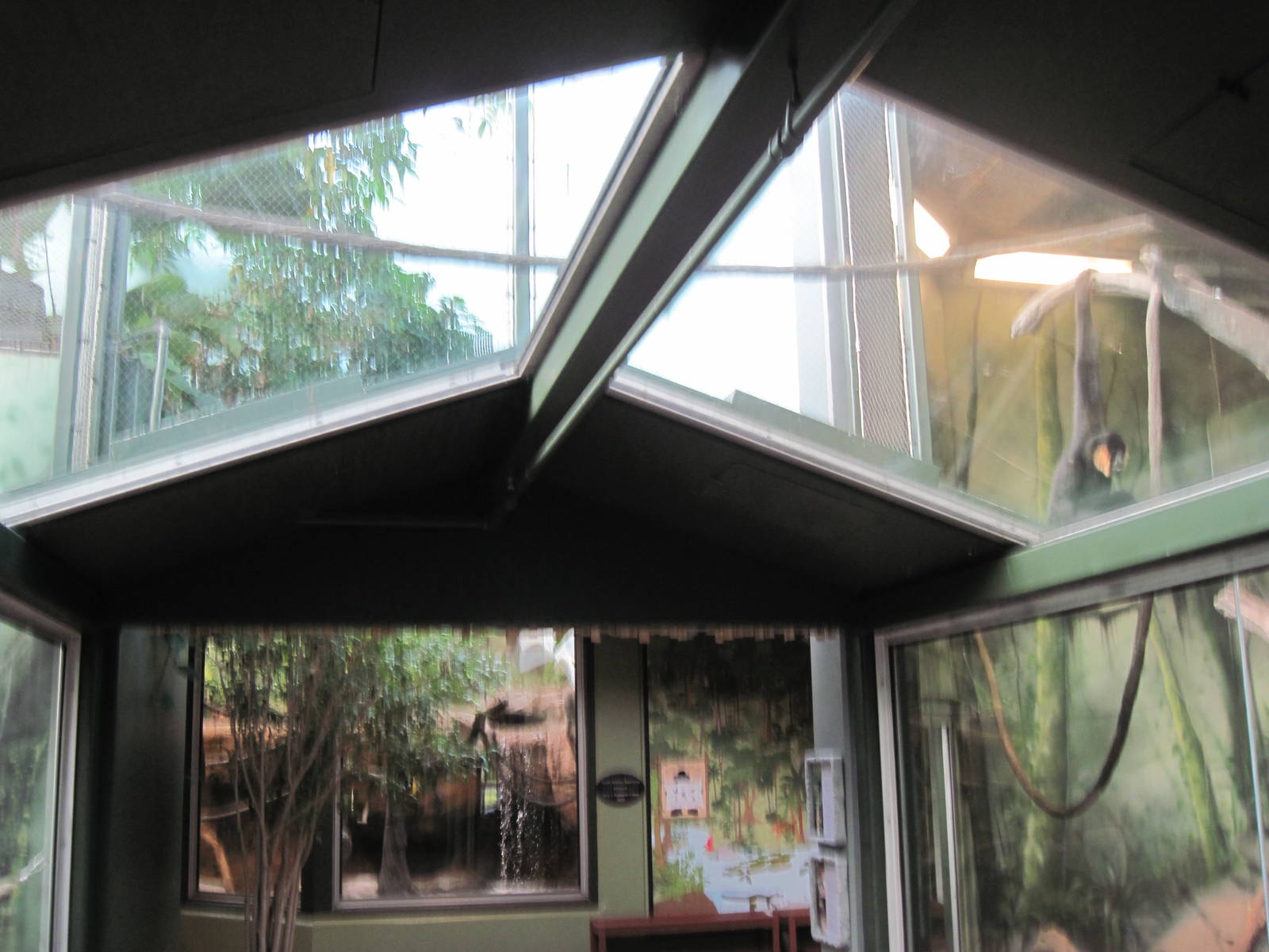 Tropics-White-cheeked Gibbon Exhibit