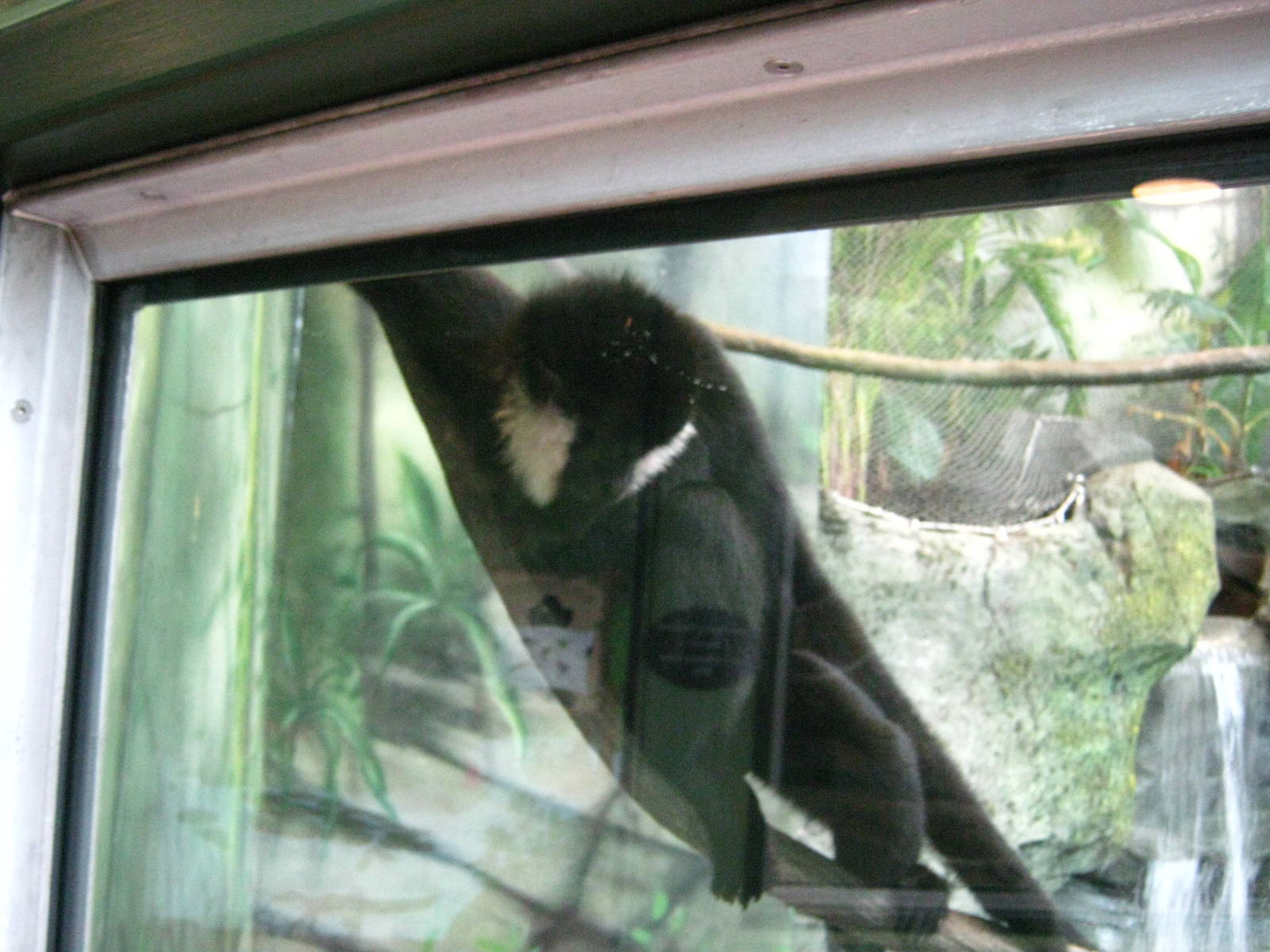 Tropics-White-Cheeked Gibbon