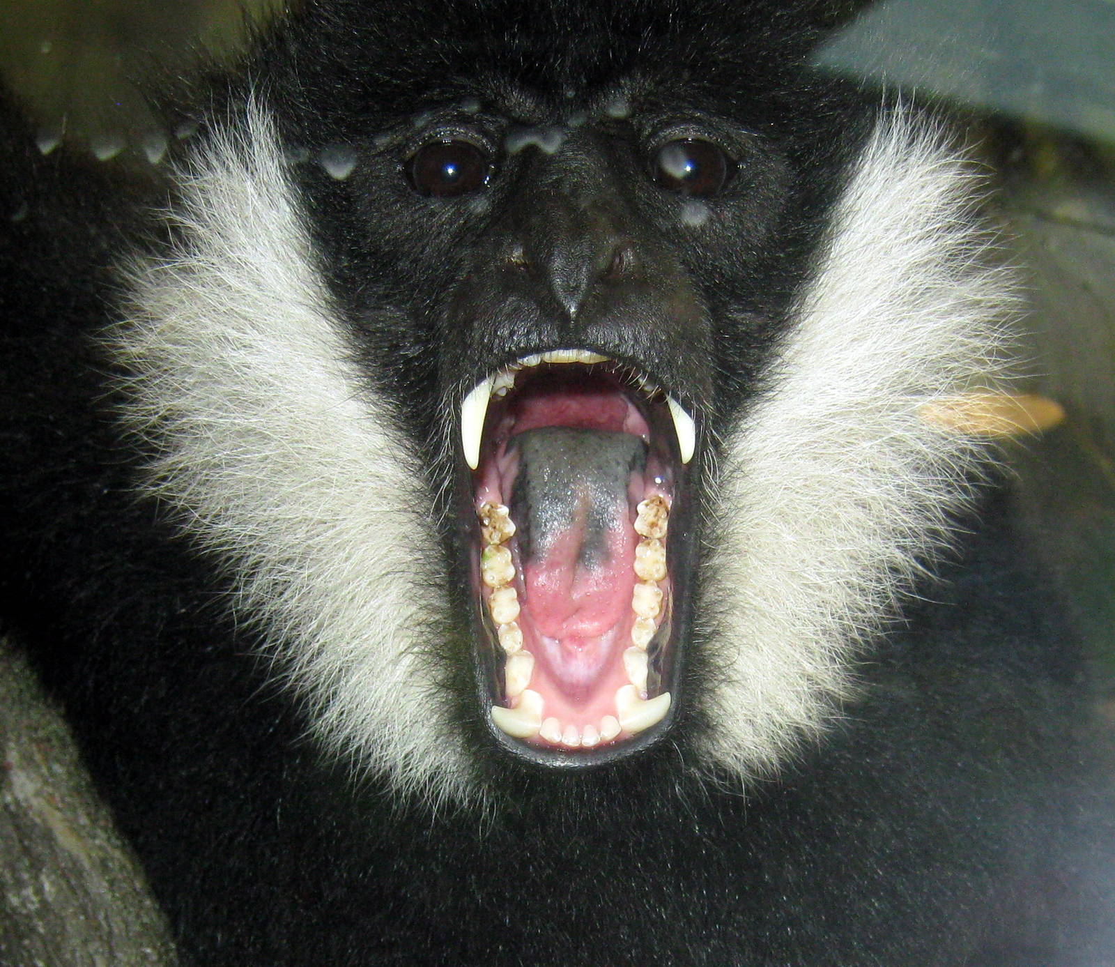 Tropics-White-cheeked Gibbon