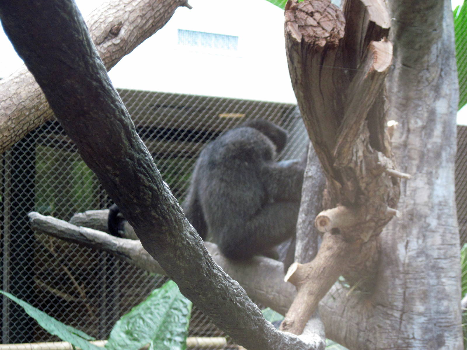 Tropics-White-cheeked Gibbon