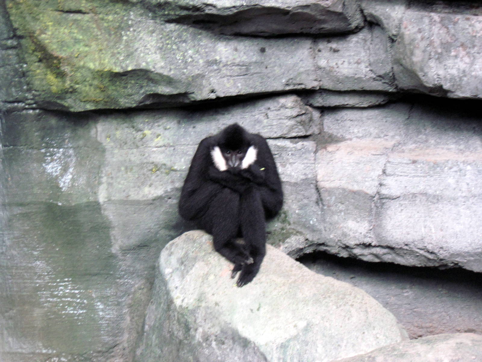Tropics-White-cheeked Gibbon