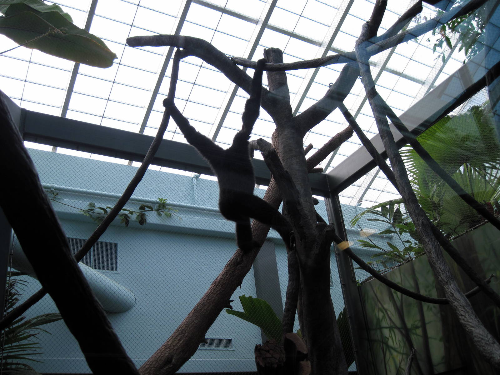 Tropics-White-cheeked Gibbon