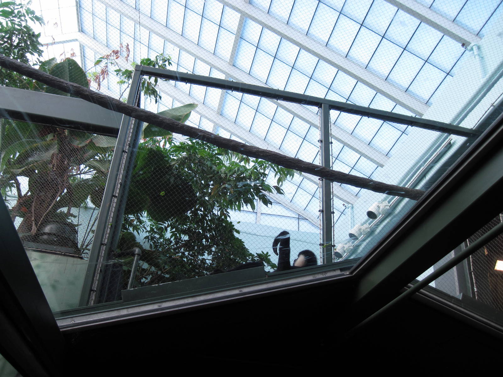 Tropics-White-cheeked Gibbon