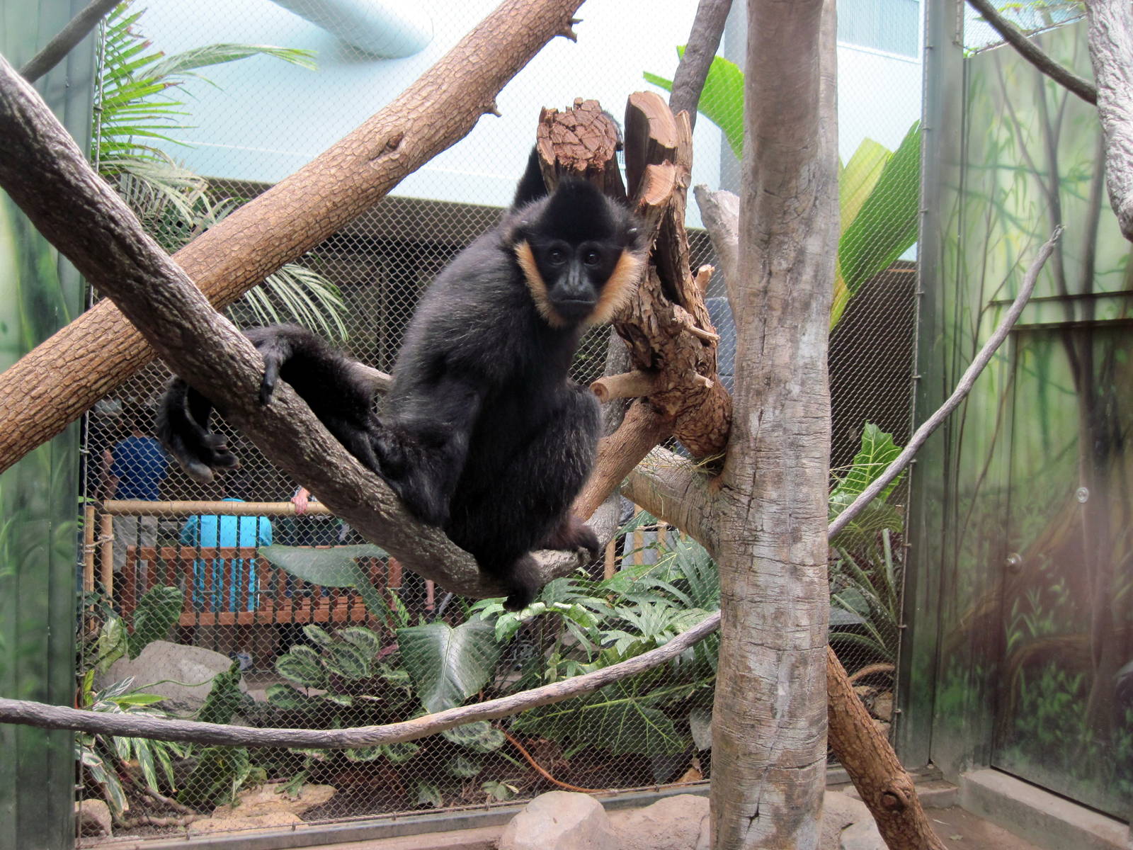 Tropics-White-cheeked Gibbon