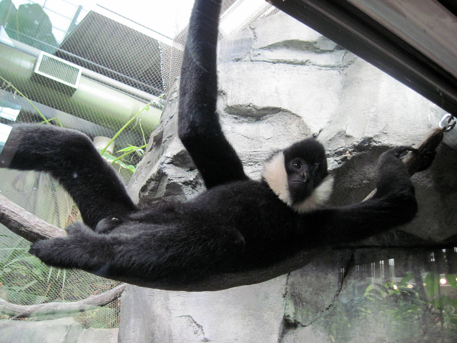 Tropics-White-cheeked Gibbon