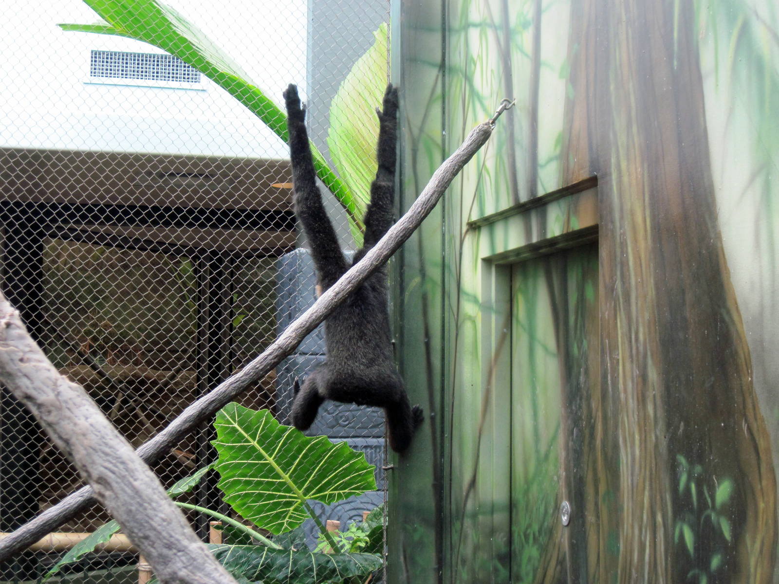 Tropics-White-cheeked Gibbon