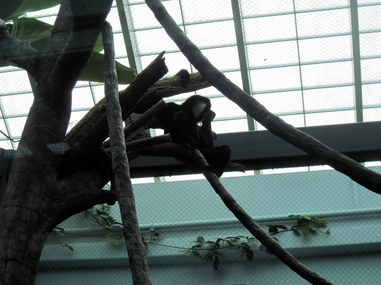 Tropics-White-cheeked Gibbon
