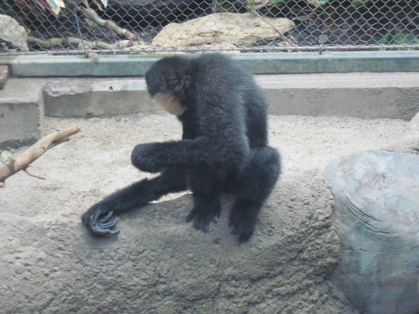 Tropics-White-cheeked Gibbon