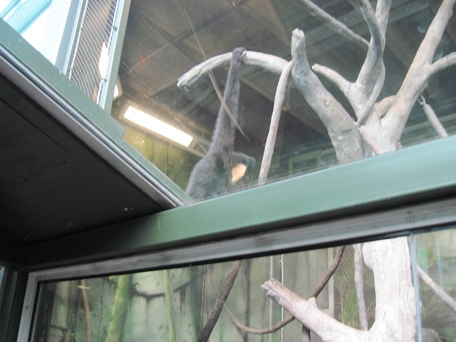 Tropics-White-cheeked Gibbon