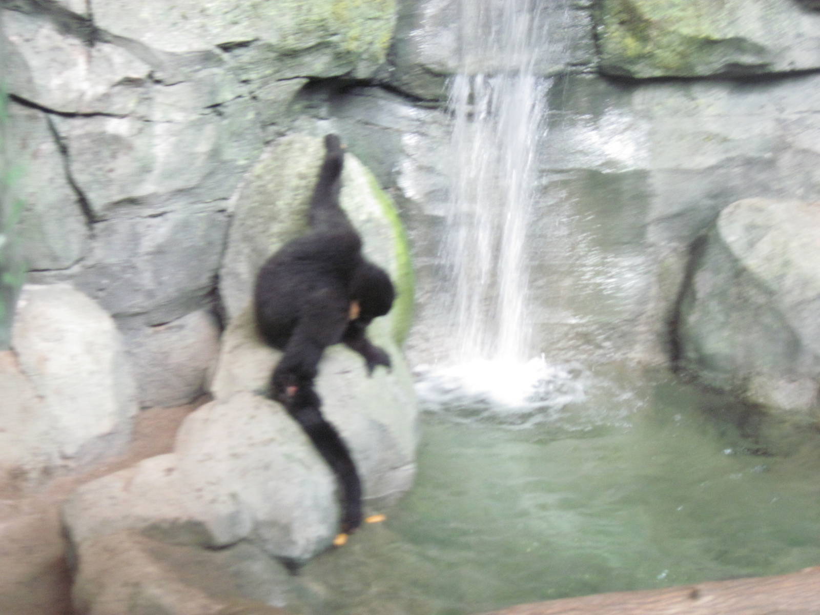 Tropics-White-cheeked Gibbon
