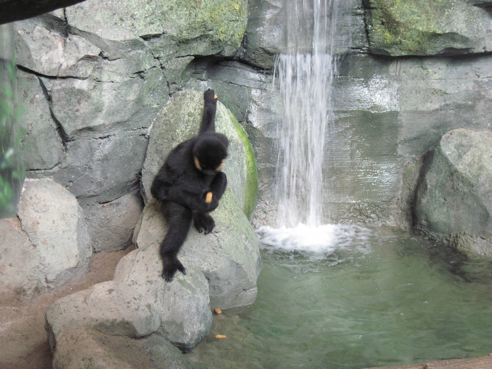 Tropics-White-cheeked Gibbon