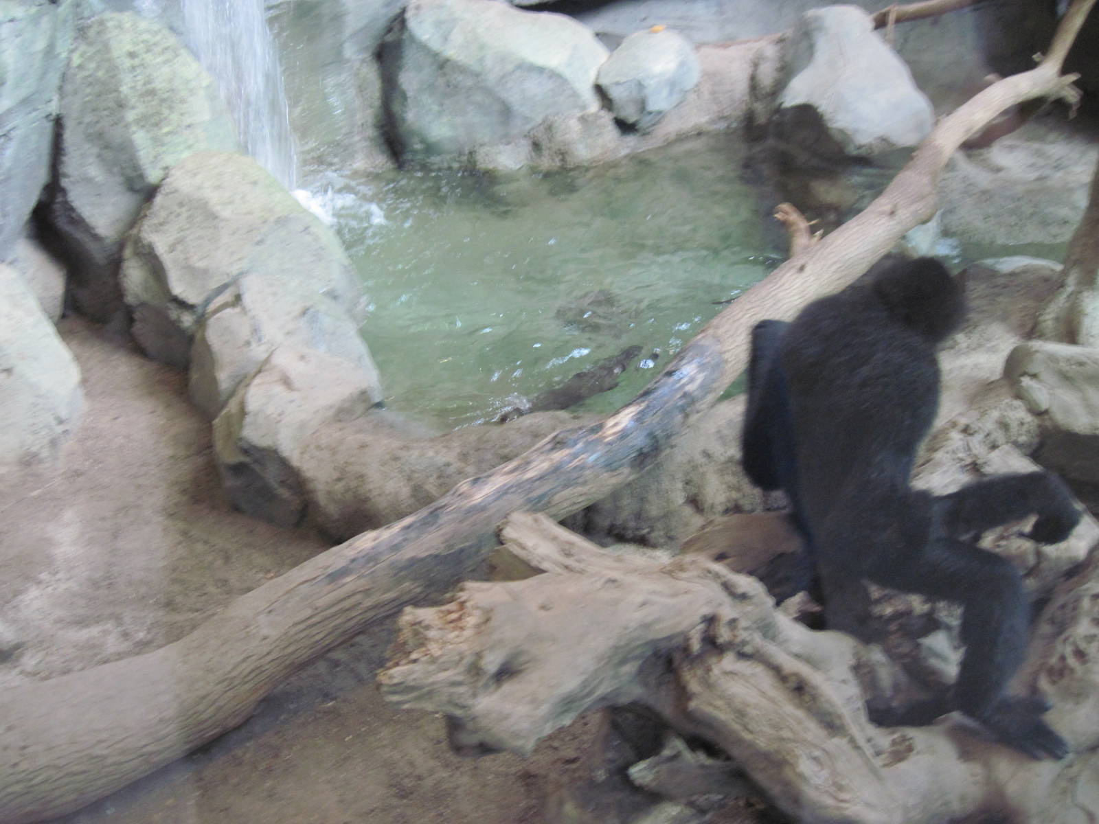 Tropics-White-cheeked Gibbon