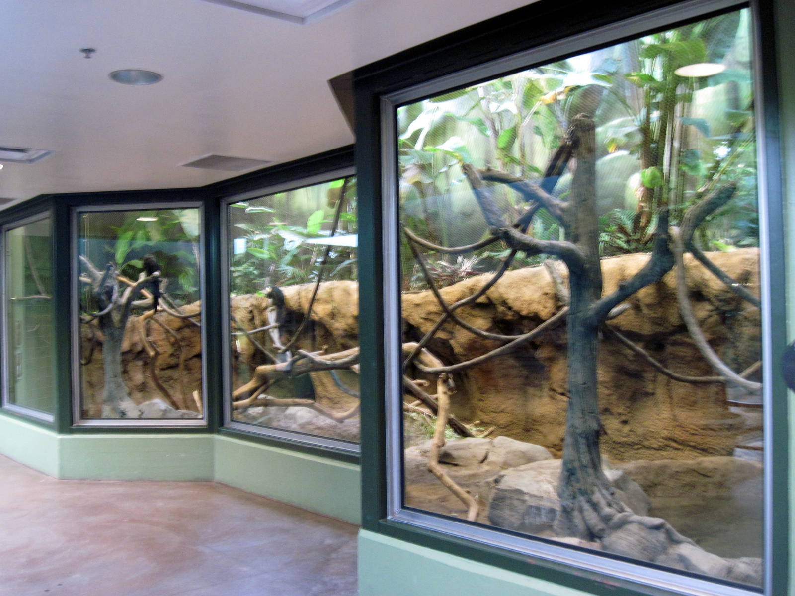 Tropics-White-faced Saki Monkey/Capybara/Crested Screamer/Prehesile-tailed