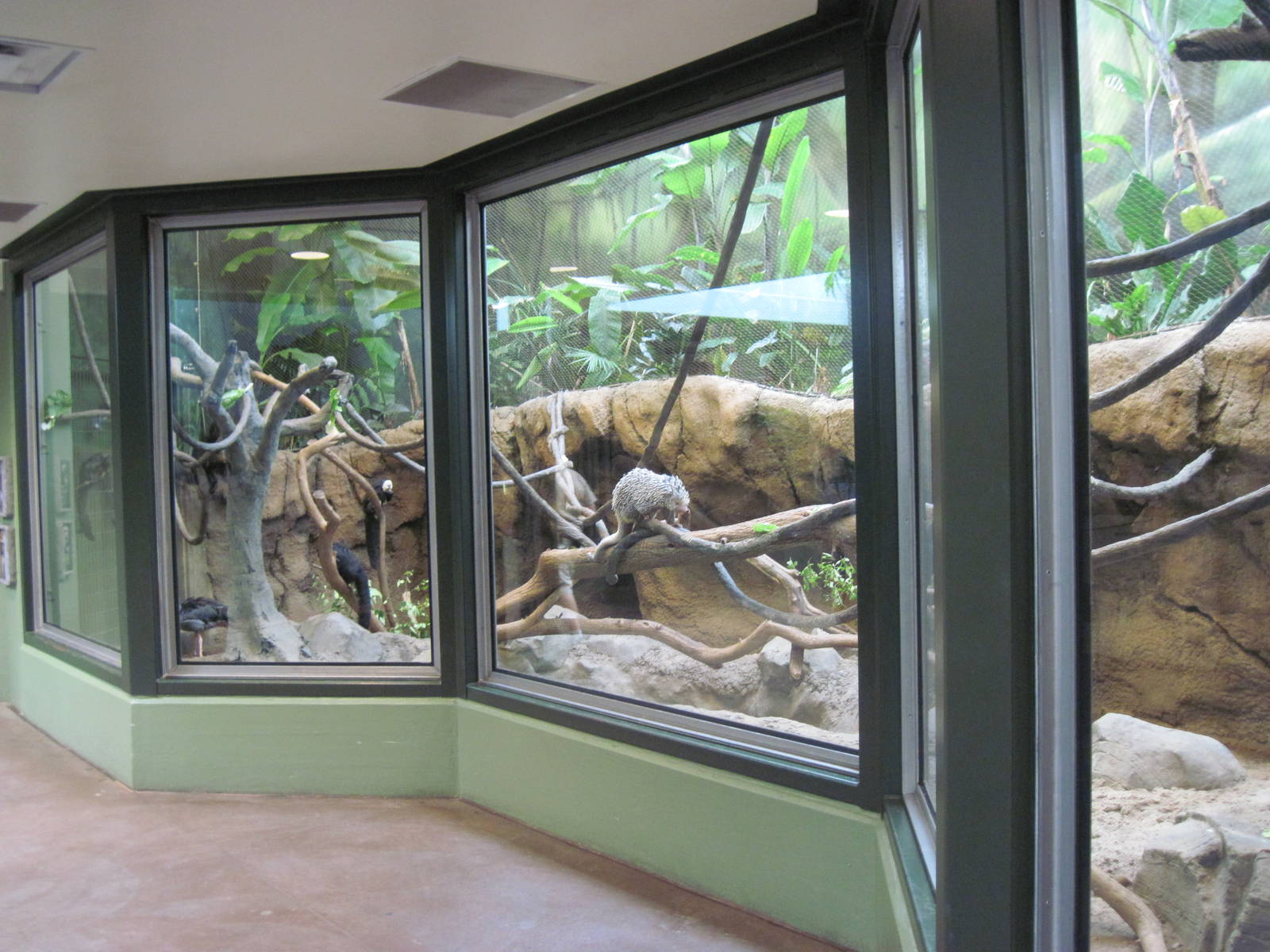 Tropics-White-faced Saki Monkey/Prehensile-tailed Porcupine/Crested Screame