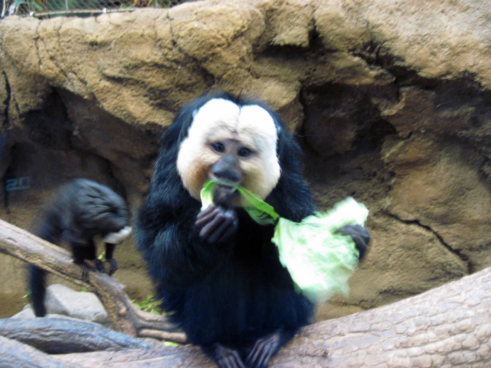 Tropics-White-faced Saki Monkey