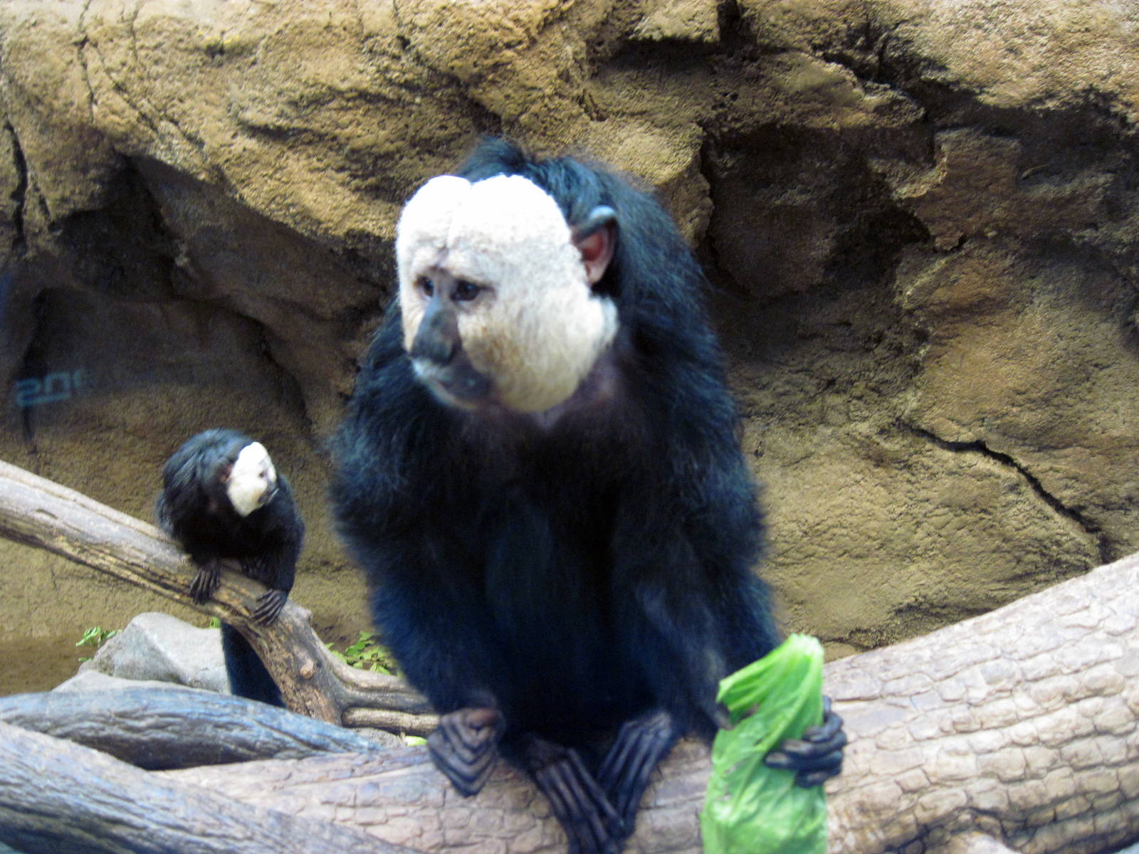 Tropics-White-faced Saki Monkey