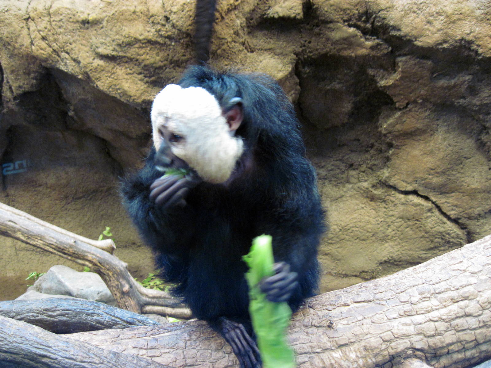 Tropics-White-faced Saki Monkey