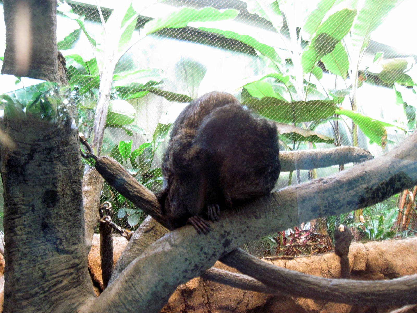Tropics-White-faced Saki Monkey