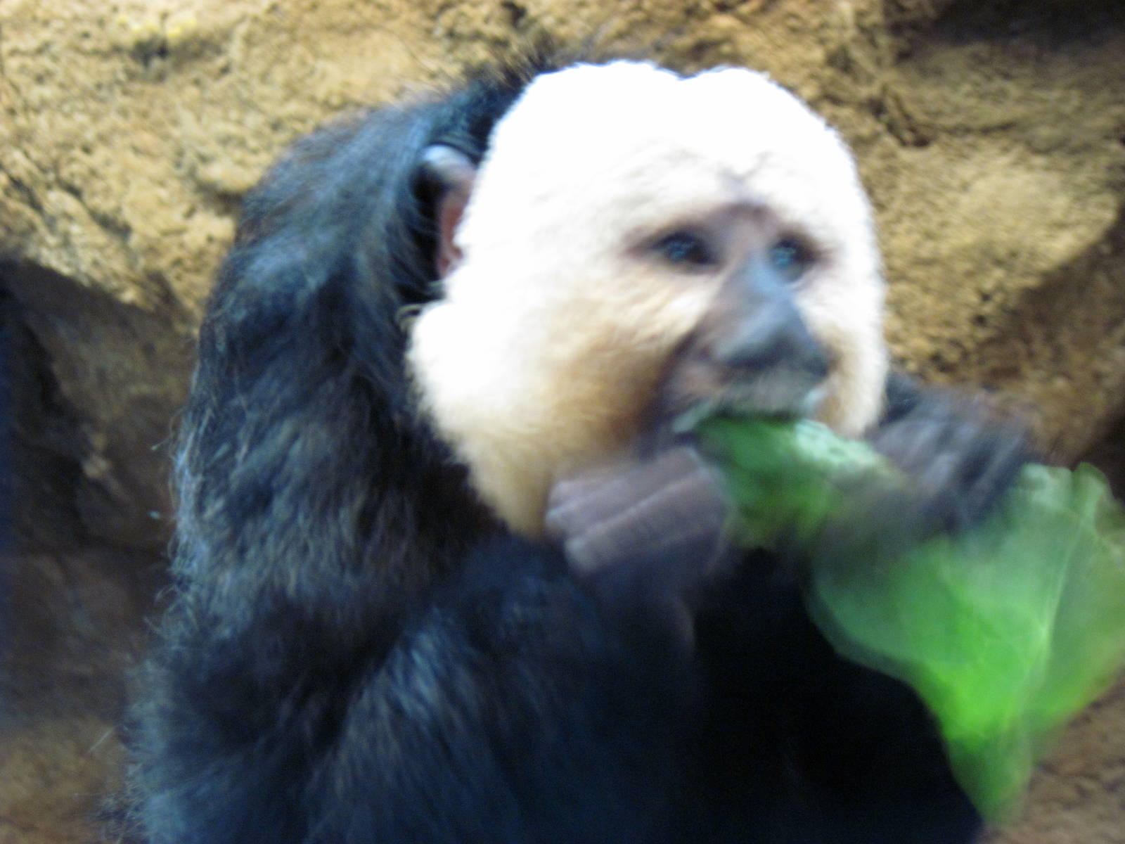 Tropics-White-faced Saki Monkey