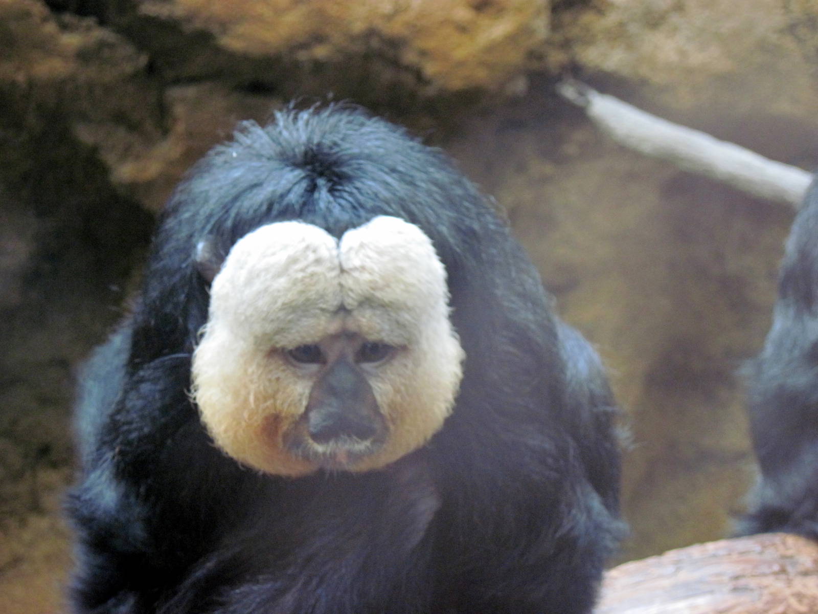 Tropics-White-faced Saki Monkey