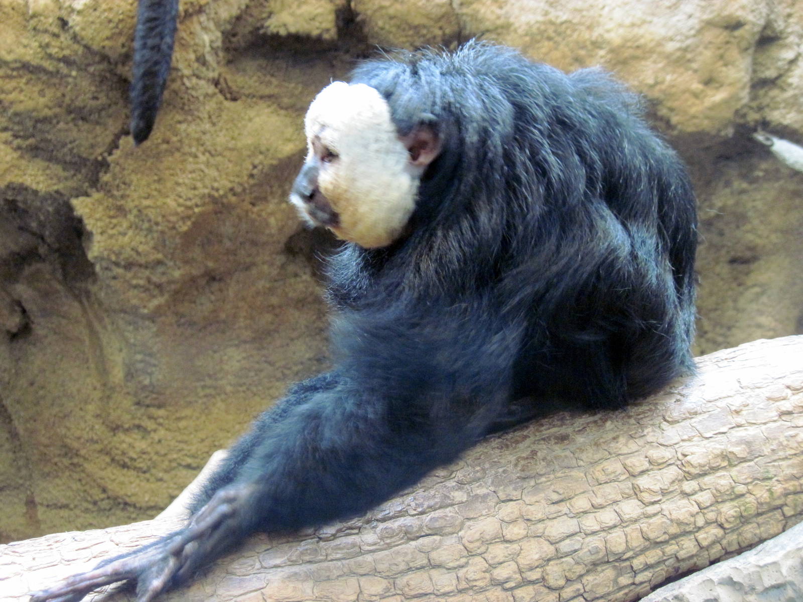 Tropics-White-faced Saki Monkey