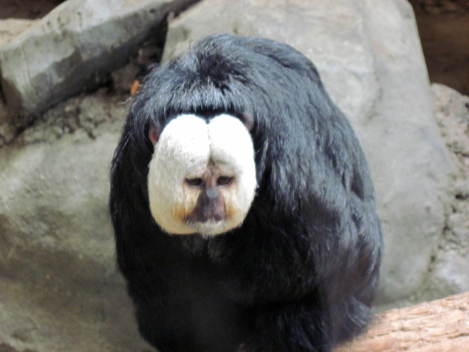 Tropics-White-faced Saki Monkey