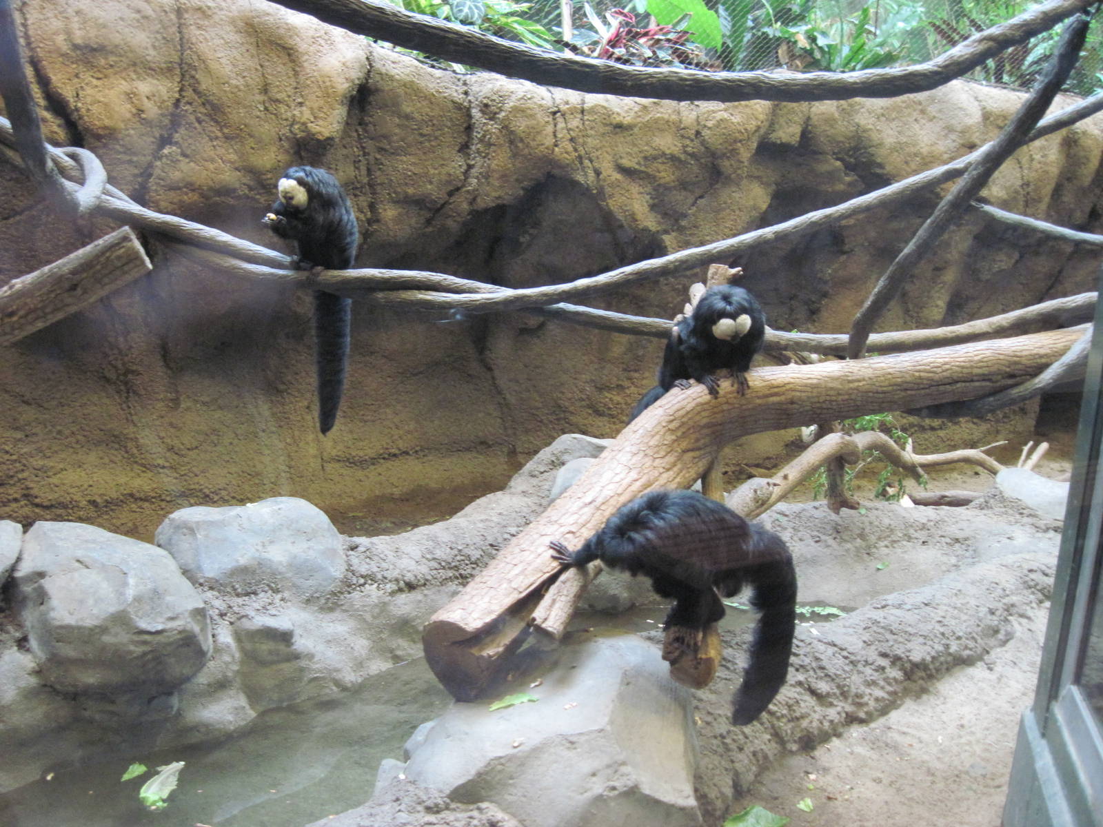 Tropics-White-faced Saki Monkey