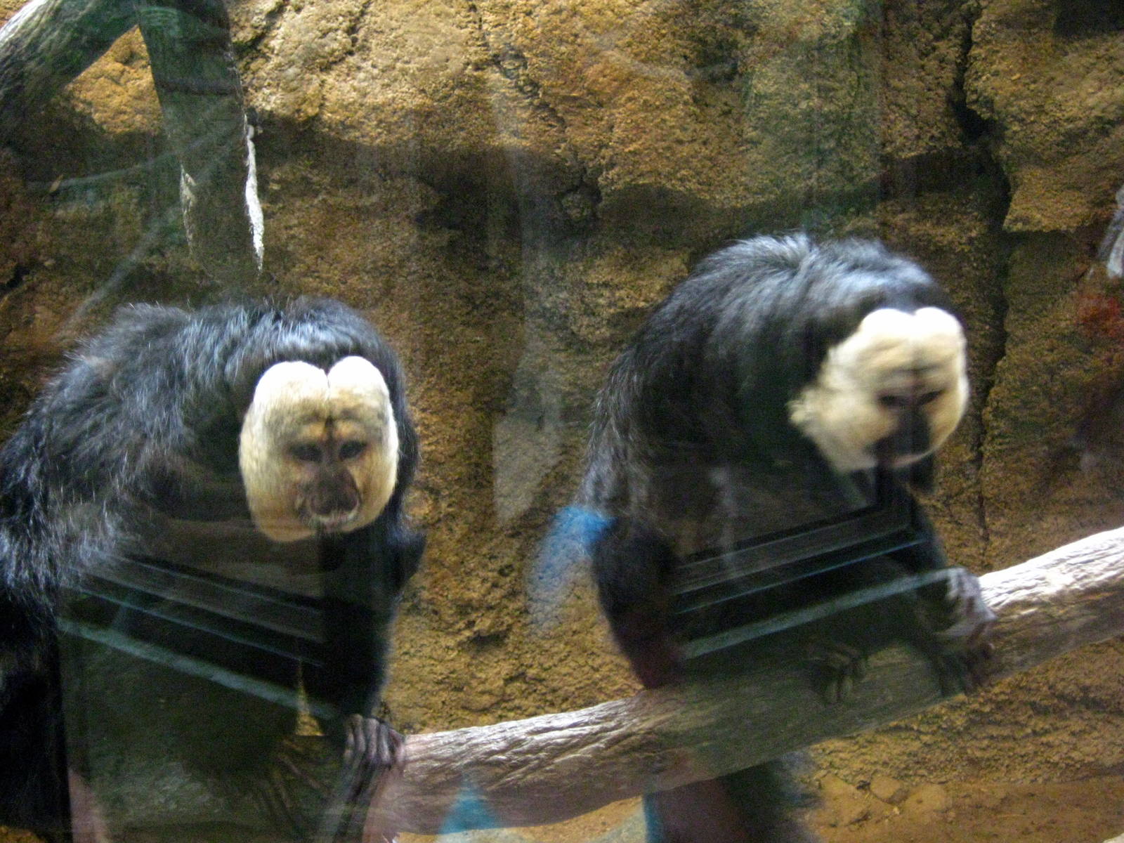 Tropics-White-faced Saki Monkeys